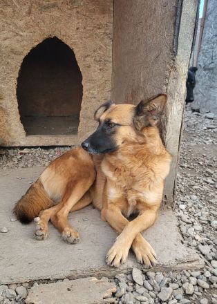 Ruhige SHILA sucht treue Begleiter