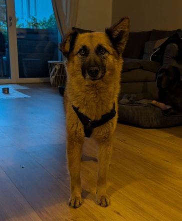Ruhige SHILA sucht treue Begleiter