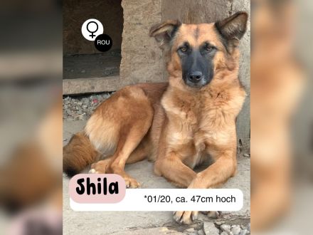Ruhige SHILA sucht treue Begleiter
