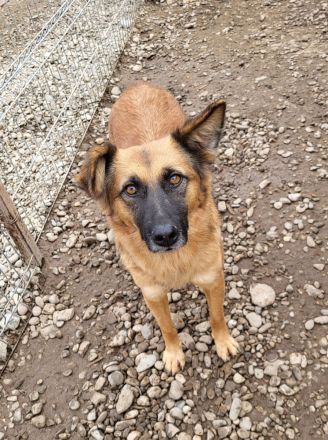 Ruhige SHILA sucht treue Begleiter