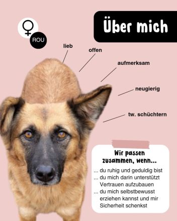 Ruhige SHILA sucht treue Begleiter