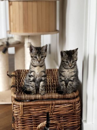 Bengal Mix 3 Kätzchen Kitten nähe südlich Berlin