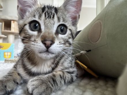 Bengal Mix 3 Kätzchen Kitten nähe südlich Berlin