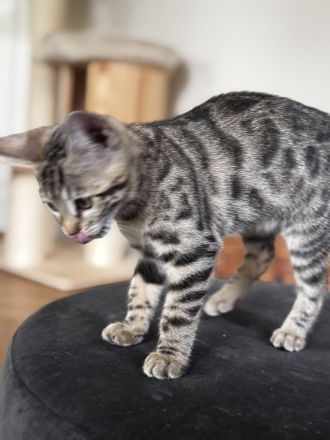 Bengal Mix 3 Kätzchen Kitten nähe südlich Berlin