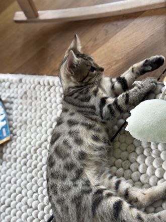 Bengal Mix 3 Kätzchen Kitten nähe südlich Berlin