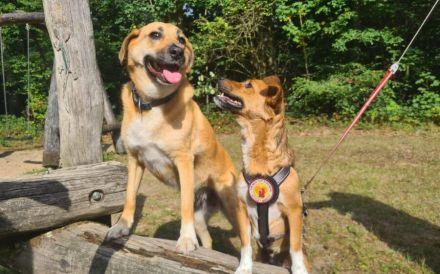 Kleine, umgängliche Josepha sucht ihre Menschen