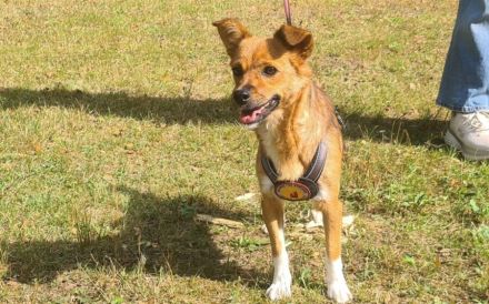 Kleine, umgängliche Josepha sucht ihre Menschen