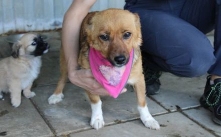 Kleine, umgängliche Josepha sucht ihre Menschen