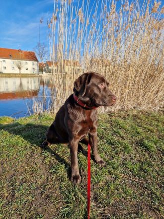 Labrador Retriever (braun) Deckrüde gesucht