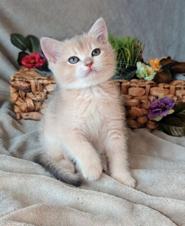 Bkh kitten Stammbaum blue & lilac golden