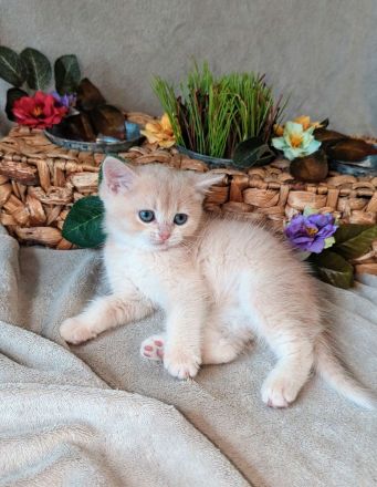 Bkh kitten Stammbaum blue & lilac golden