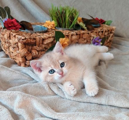 Bkh kitten Stammbaum blue & lilac golden