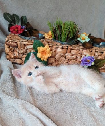 Bkh kitten Stammbaum blue & lilac golden