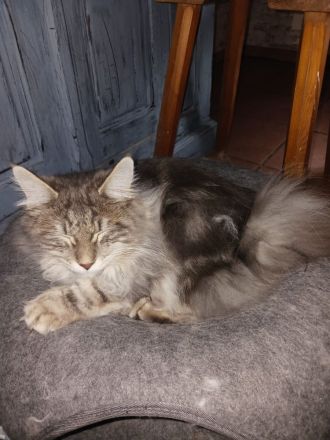 Kurilian Bobtail Kitten abzugeben