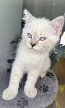 Abgabebereit Bkh Birma Kitten