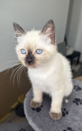 Abgabebereit Bkh Birma Kitten