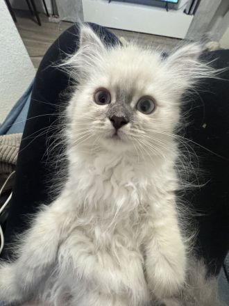 Abgabebereit Bkh Birma Kitten