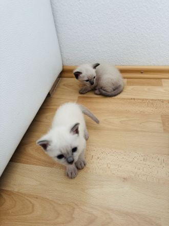Siam Kitten Blue Point zu verkaufen
