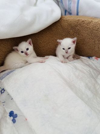 Siam Kitten Blue Point zu verkaufen