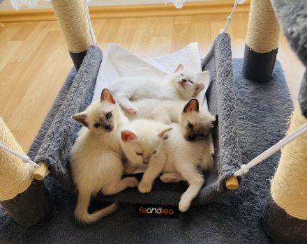 Siam Kitten Blue Point zu verkaufen