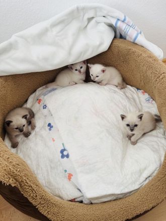 Siam Kitten Blue Point zu verkaufen