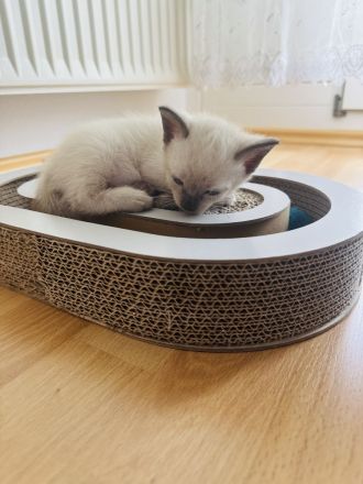 Siam Kitten Blue Point zu verkaufen