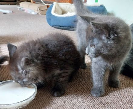 Reinrassige typvolle Maine Coon Kitten
