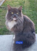 Reinrassige typvolle Maine Coon Kitten