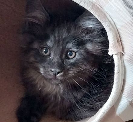 Reinrassige typvolle Maine Coon Kitten