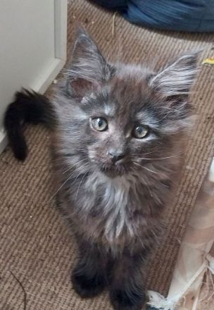 Reinrassige typvolle Maine Coon Kitten