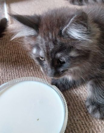 Reinrassige typvolle Maine Coon Kitten