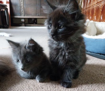 Reinrassige typvolle Maine Coon Kitten