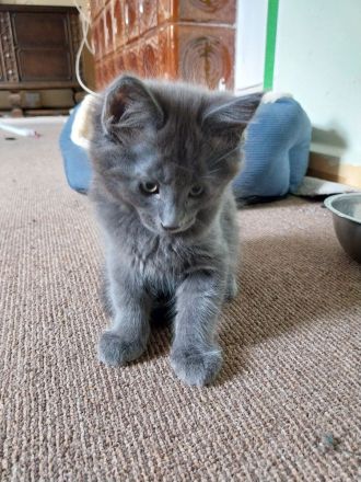 Reinrassige typvolle Maine Coon Kitten