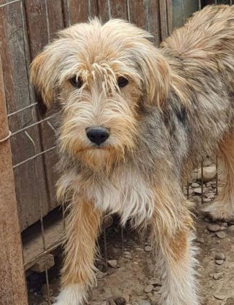 Liebevoller und aktiver LORD