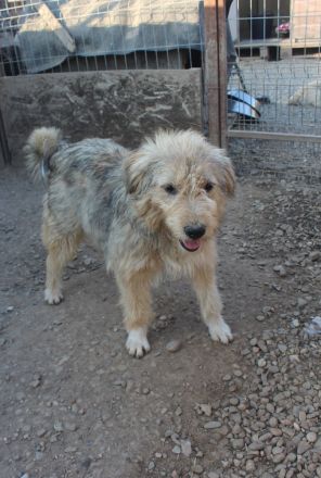 Liebevoller und aktiver LORD