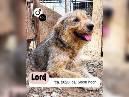 Liebevoller und aktiver LORD