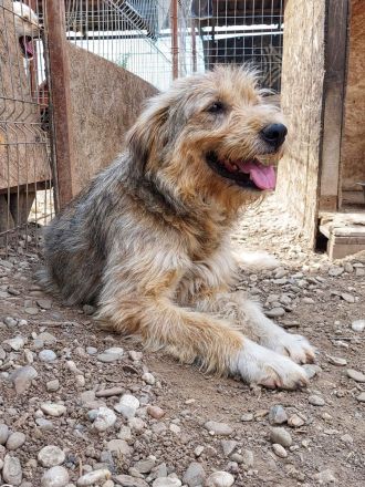 Liebevoller und aktiver LORD