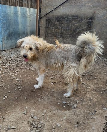 Liebevoller und aktiver LORD