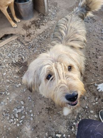 Liebevoller und aktiver LORD