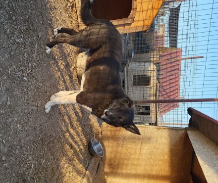 Zurückhaltender KASIMIR