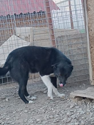 Zurückhaltender KASIMIR