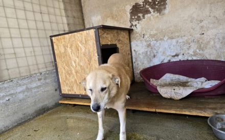 Arme Hundeseele Silvana