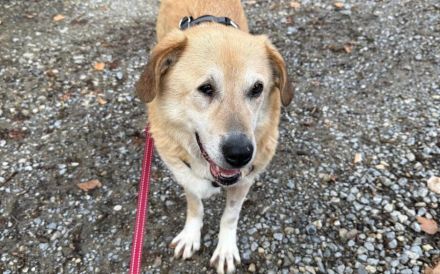 Treue Hundeseele Silvana