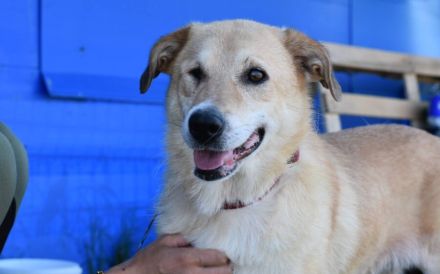 Arme Hundeseele Silvana