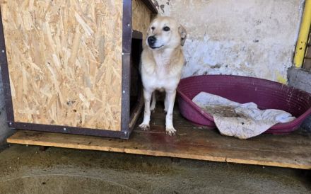 Arme Hundeseele Silvana