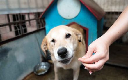 Arme Hundeseele Silvana