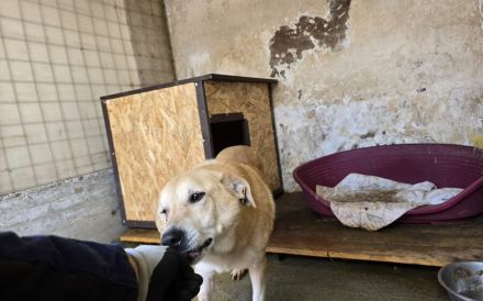 Arme Hundeseele Silvana