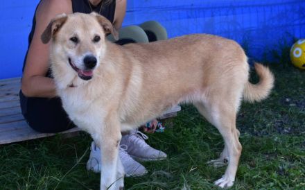 Arme Hundeseele Silvana