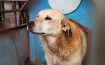 Arme Hundeseele Silvana