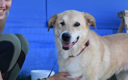 Arme Hundeseele Silvana